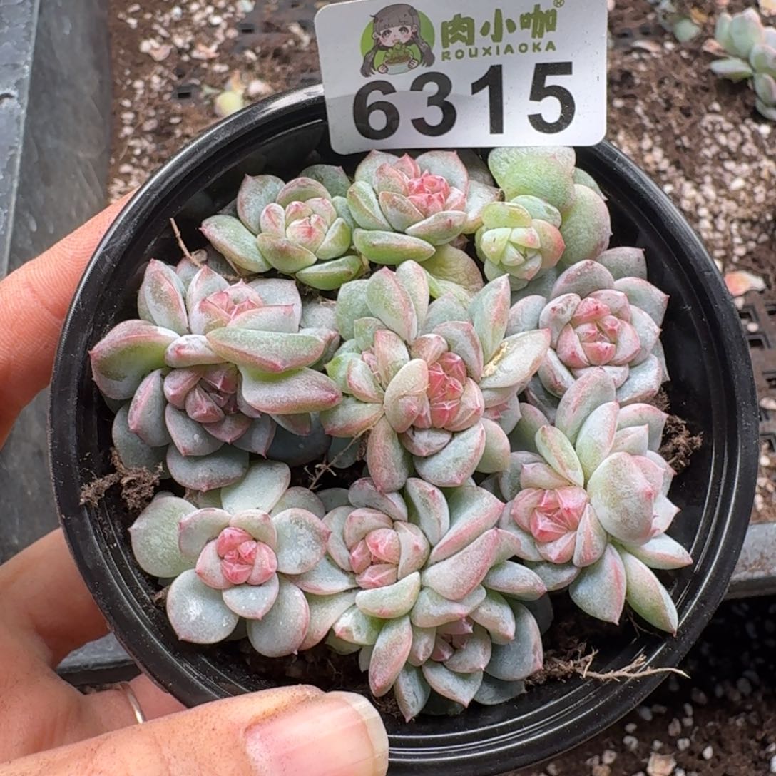 多肉植物多肉植物