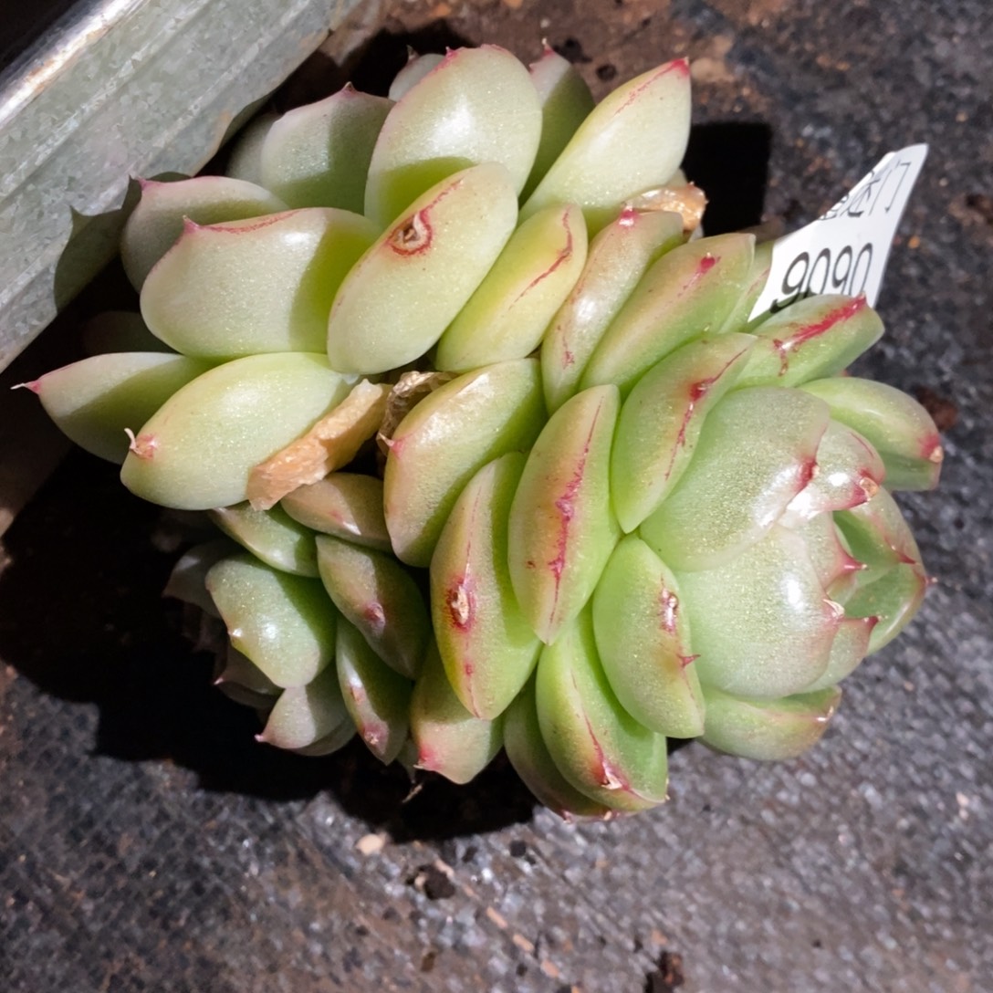 橙***子叶伤价~9090~10厘米