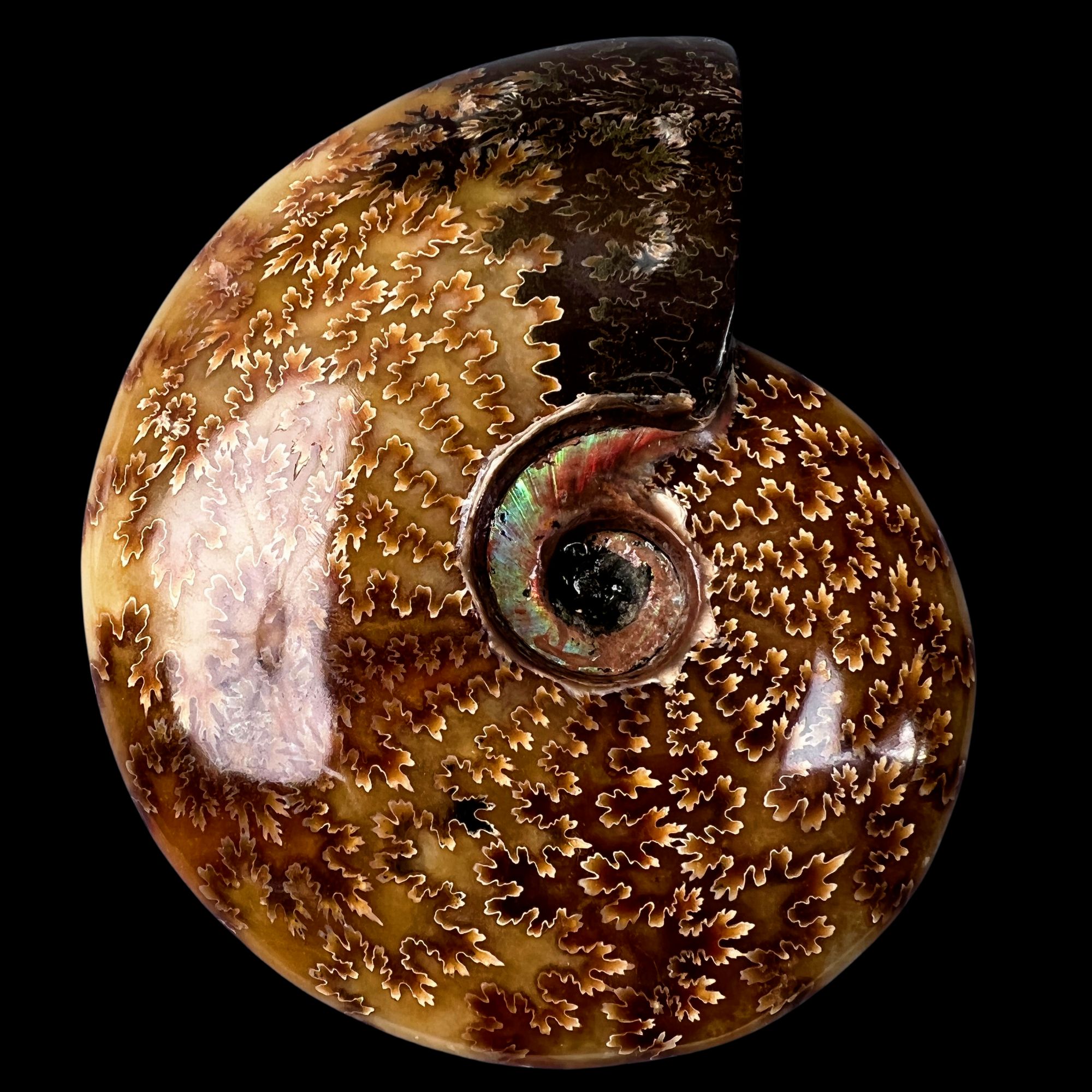 【 叶菊石（摆件）】尺寸143.1mm 玉化 马达加斯加 古贝壳 Q1