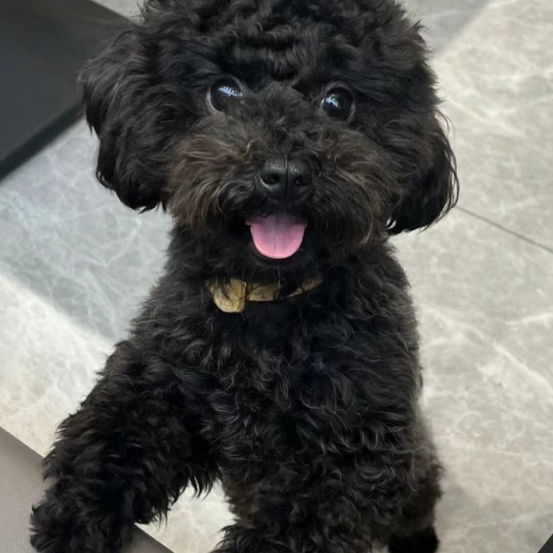 棕色飞耳泰迪幼犬小型长不大可爱宠物狗