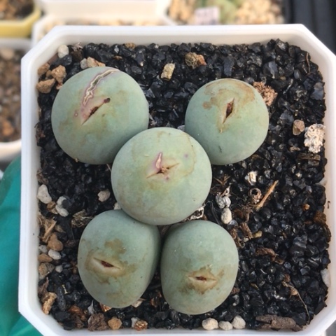 多肉肉锥 5头Ｖ嘴