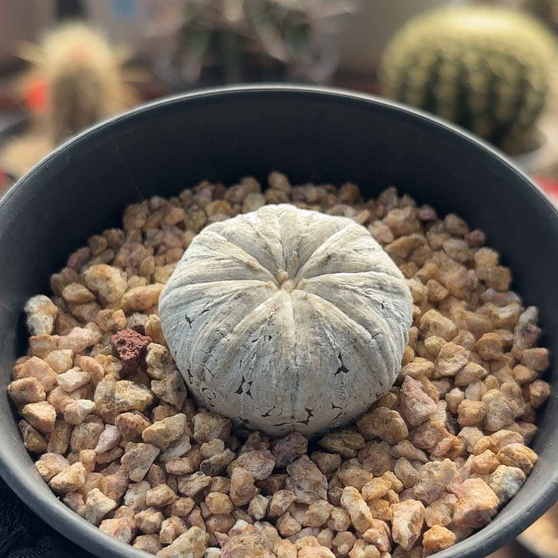 仙人球实生仙人球浓白兜