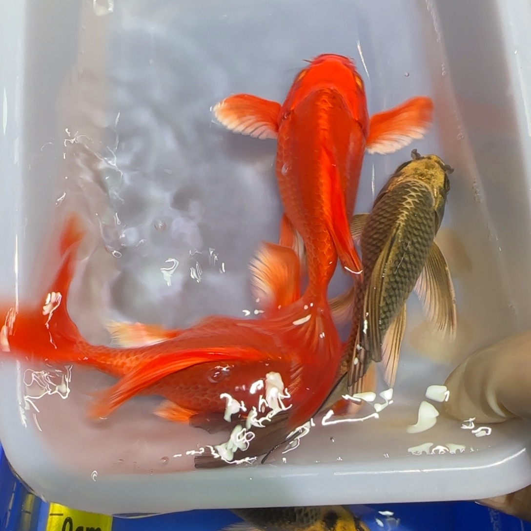 中国大陆蝴蝶鲤精品两条红送一猫