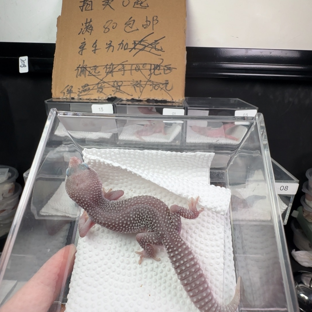 豹纹守宫午夜暴风雪弟弟