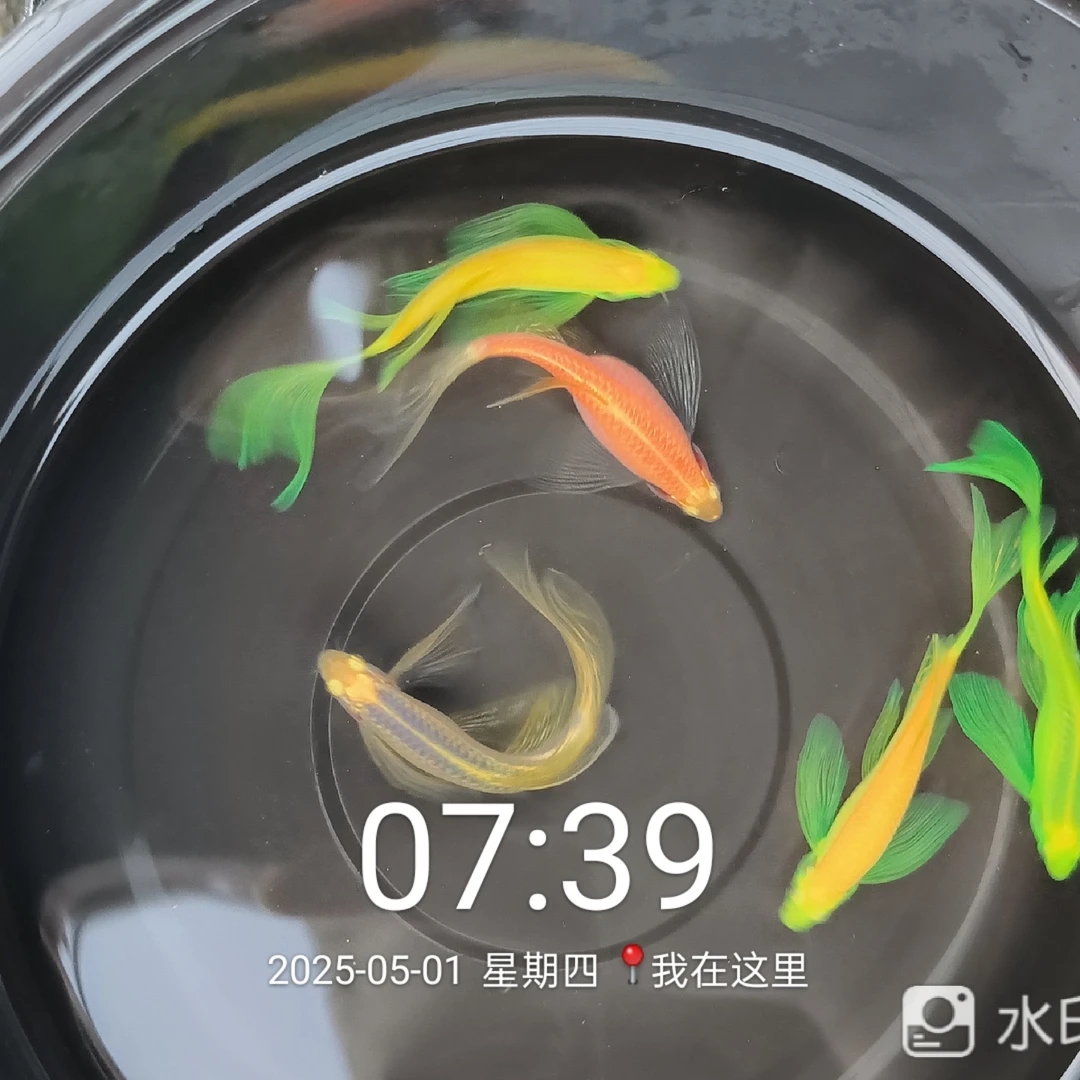 新疆西藏不发货，长尾长鳍蝶翼斑马鱼，混色，小型热带淡水鱼