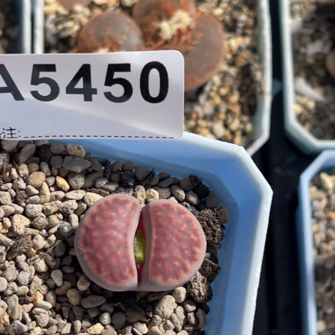 蜓***蜓5450紫花纹玉1紫专拍的