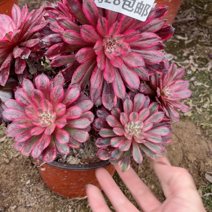 3832一号棚紫霞仙子