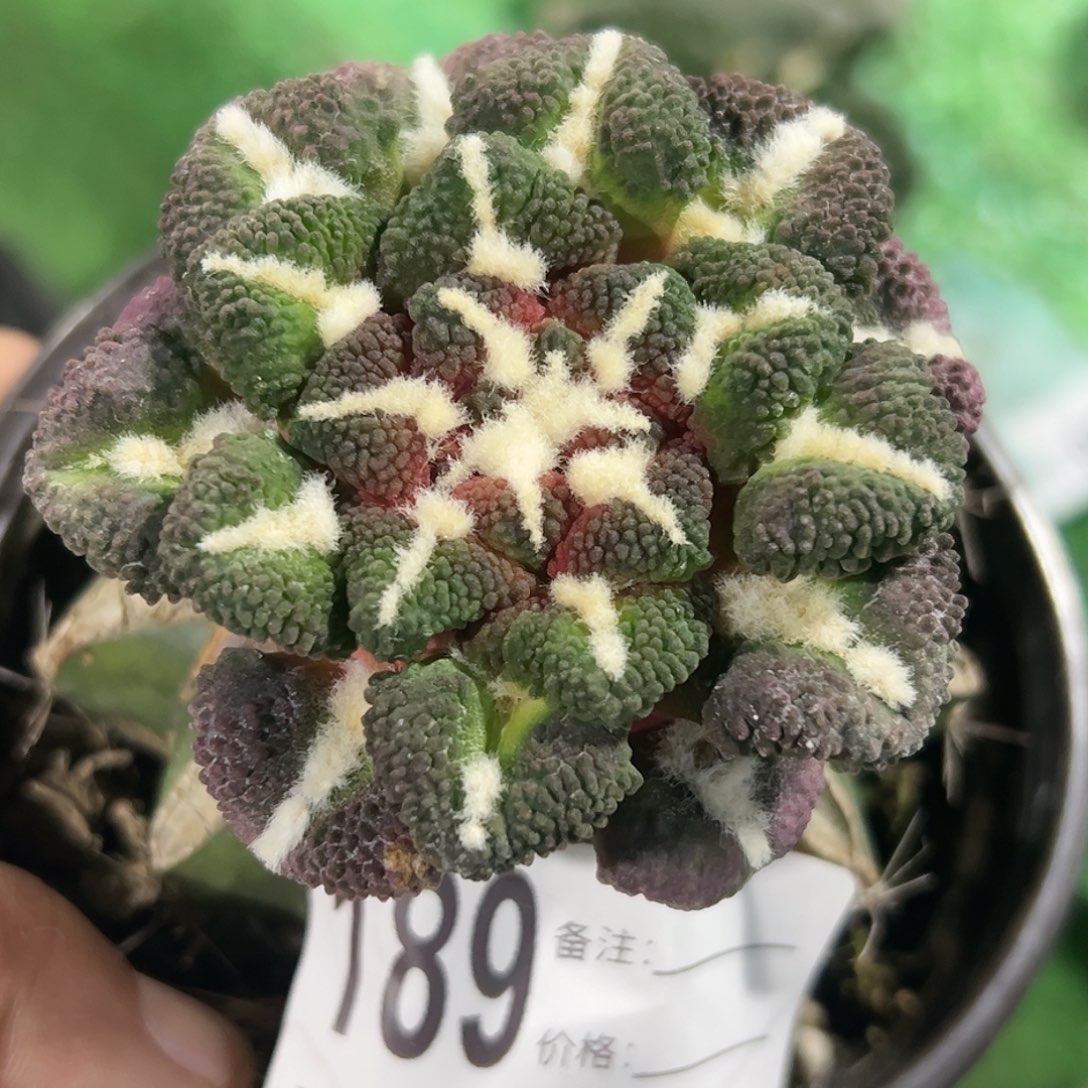 精品大尤黑牡丹189