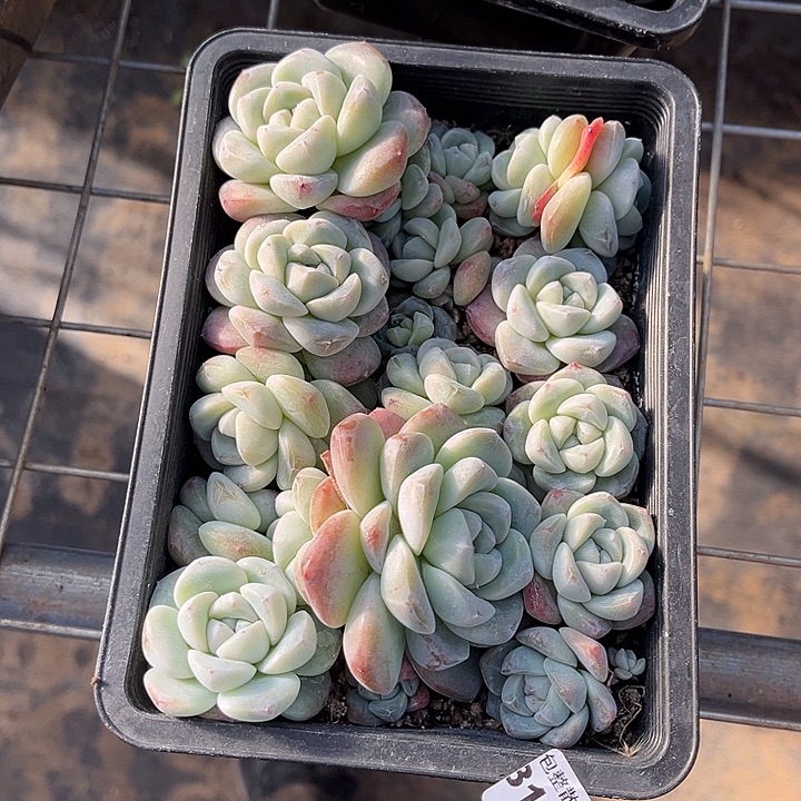 阿雅园艺。      3183冰玉一盒