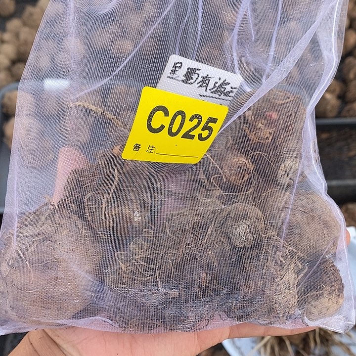 盲盒裸球C025禁退不售后