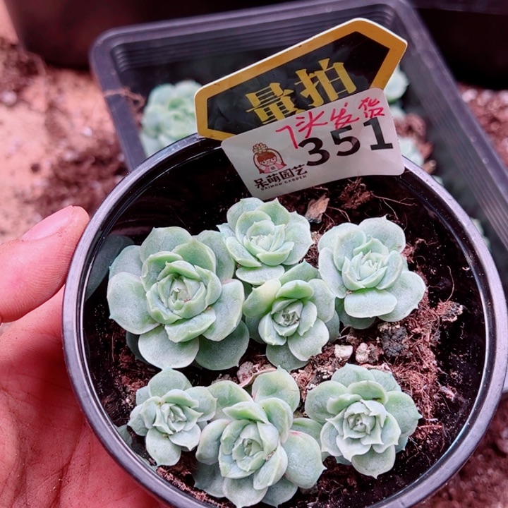 多肉植物多肉植物