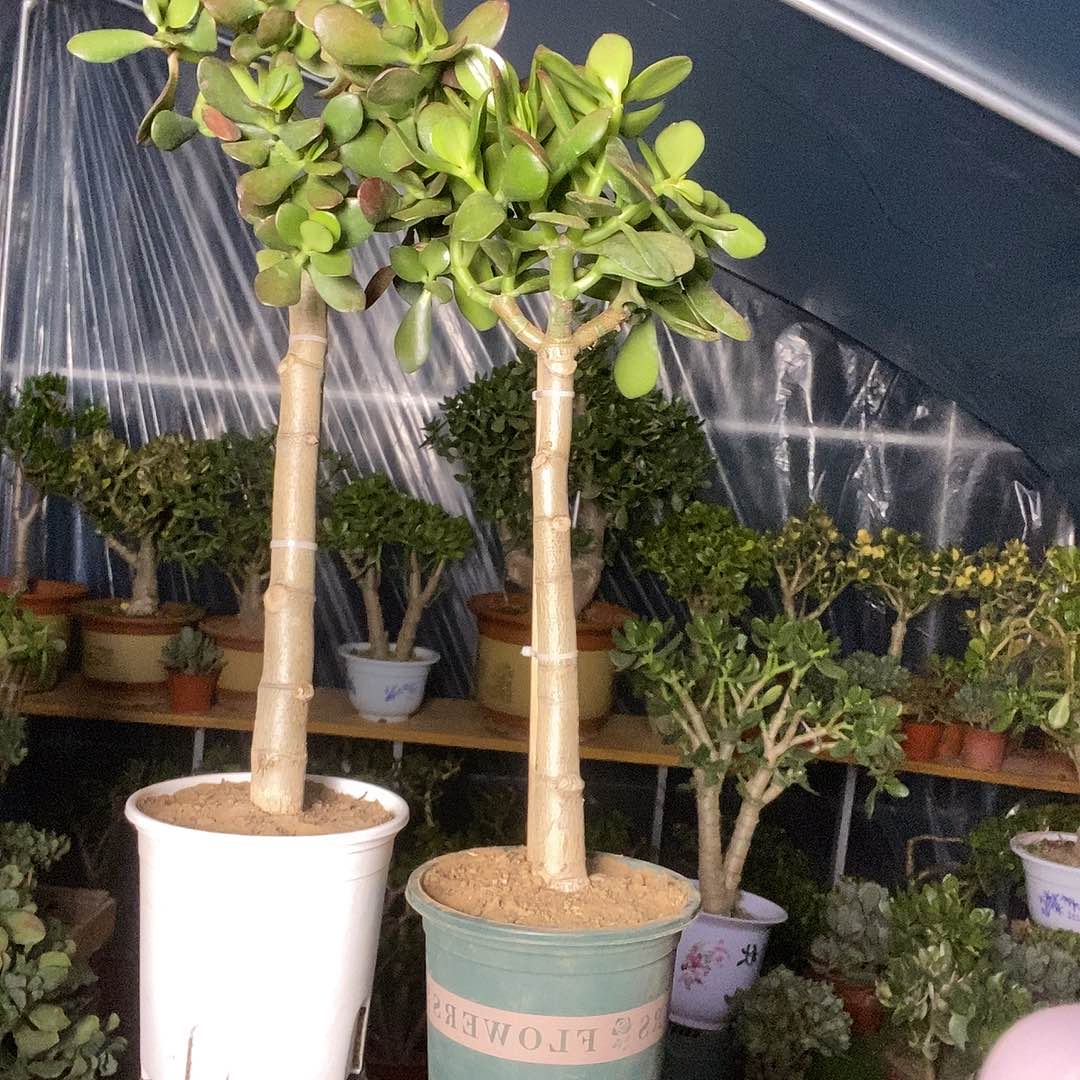 用***3完全开放独杆玉树一物一拍