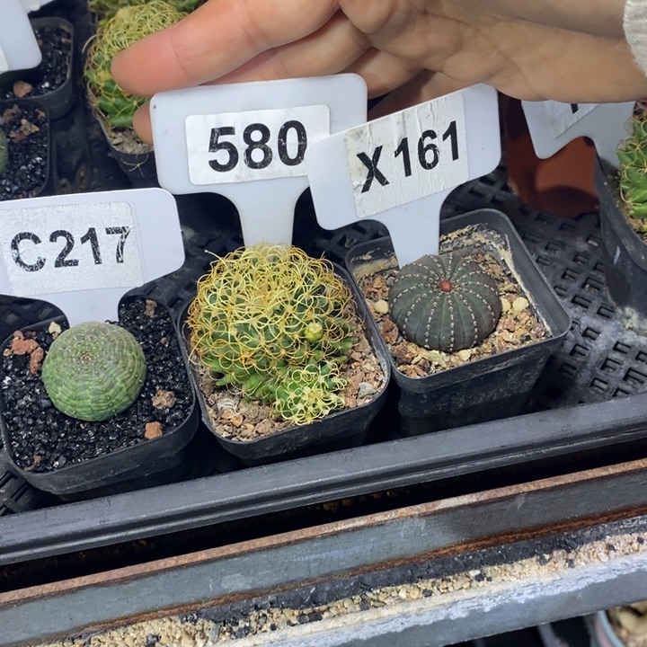 活****?福利 3 颗如图所示！！！