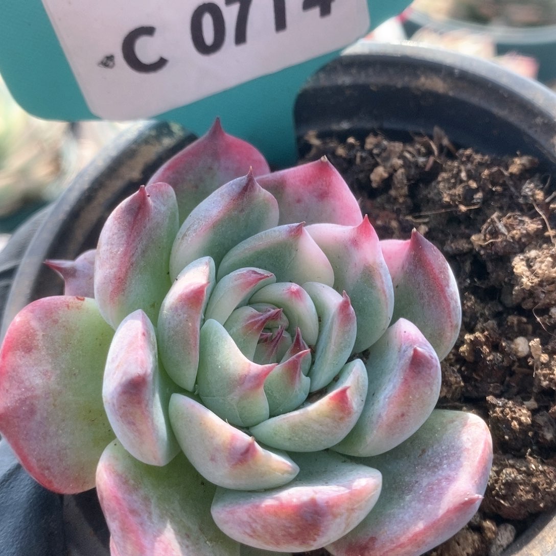 714锦锦锦锦锦锦锦