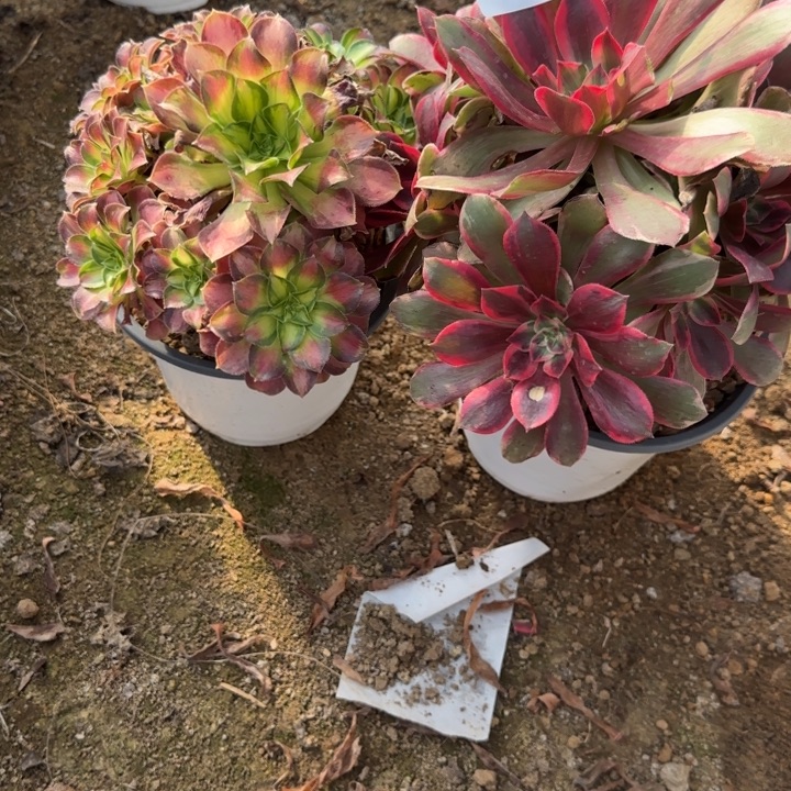 3019 清棚处理不包断枝2