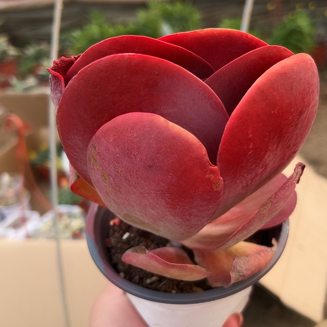 多肉植物唐寅单头