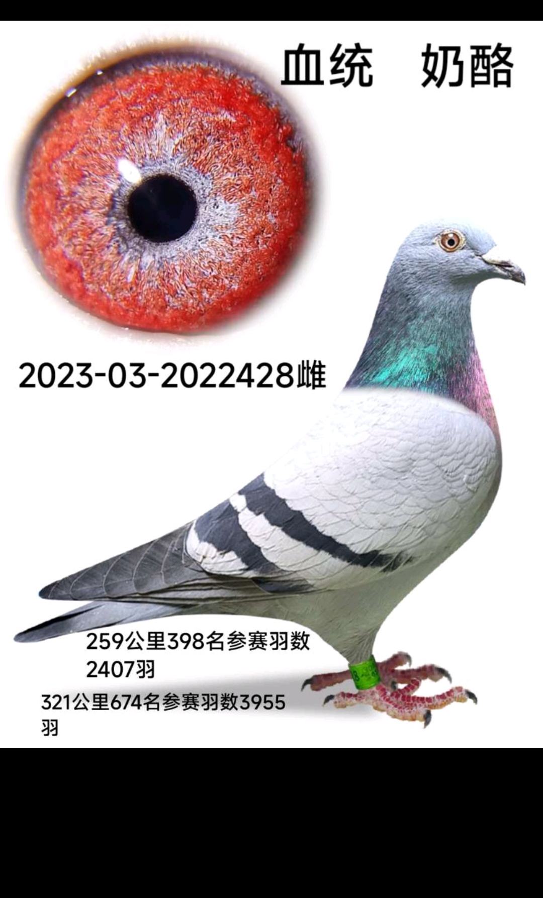 千公里成绩信鸽，公棚成绩信鸽，原环种鸽，