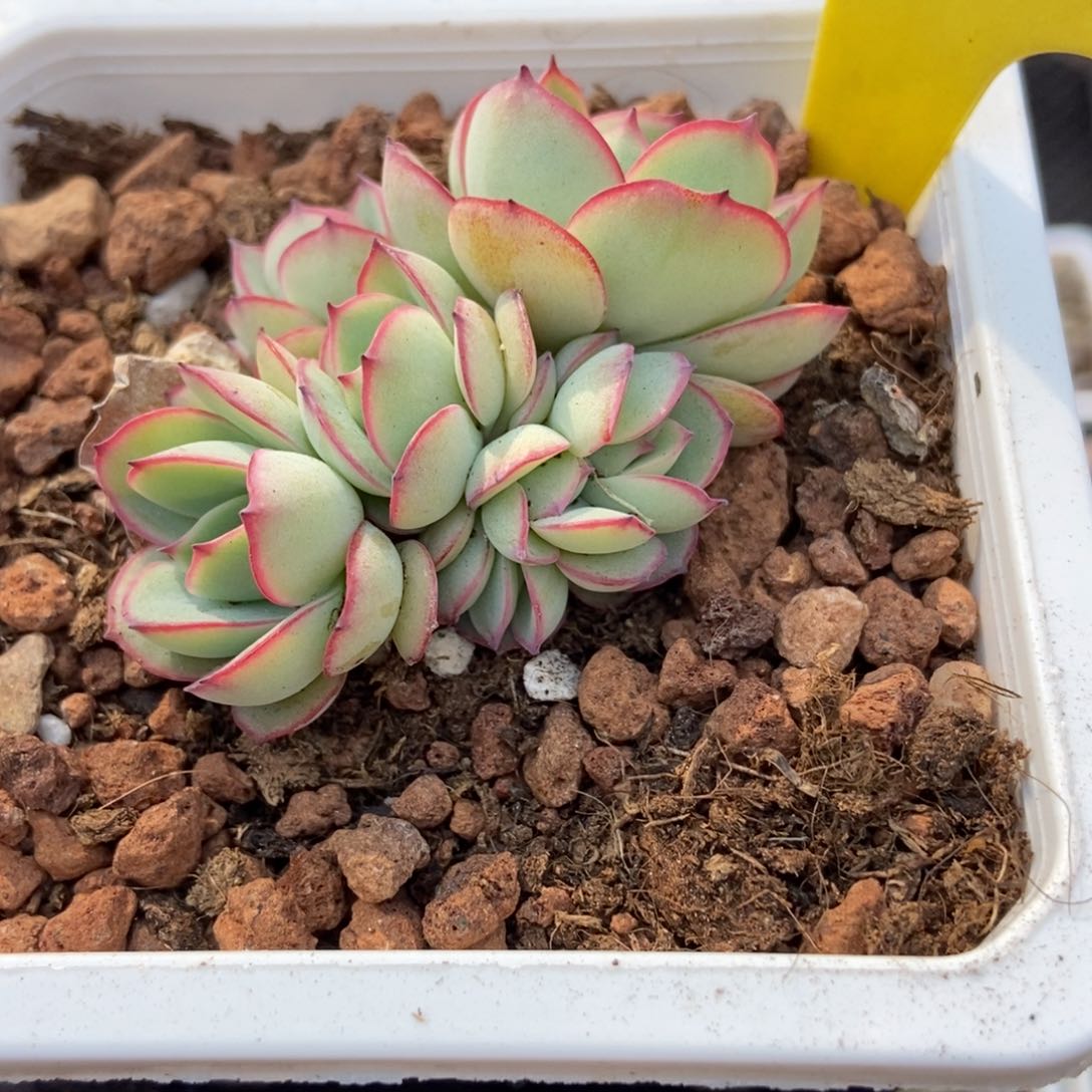 1859牡丹亭多肉植物