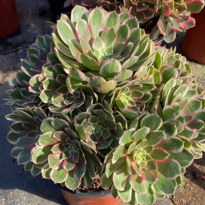 695孔雀翎精品法师多肉