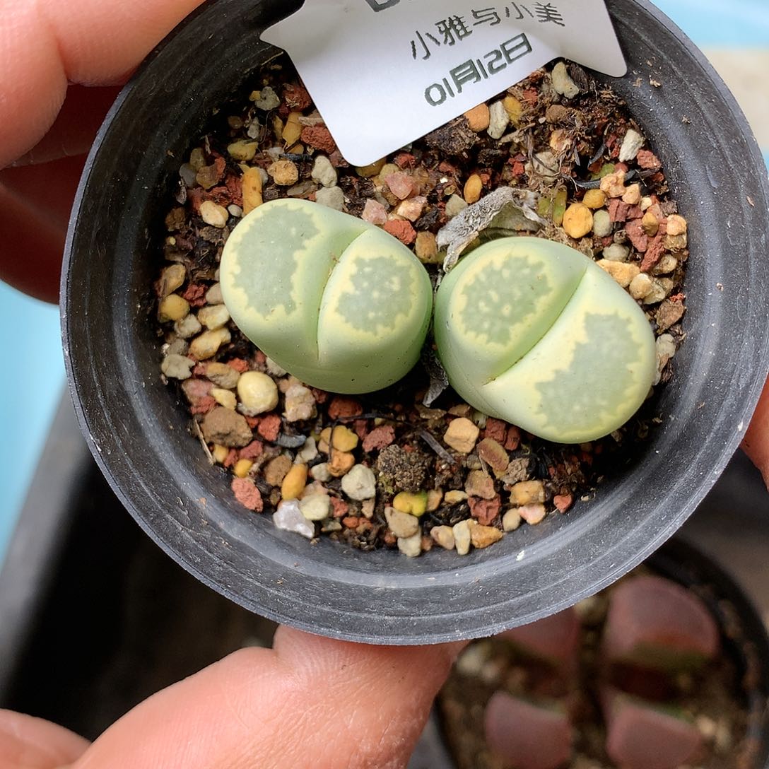 B242多肉植物保护