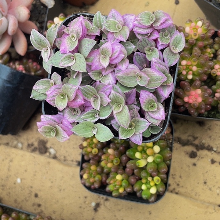 颜值云2.8带盆土发