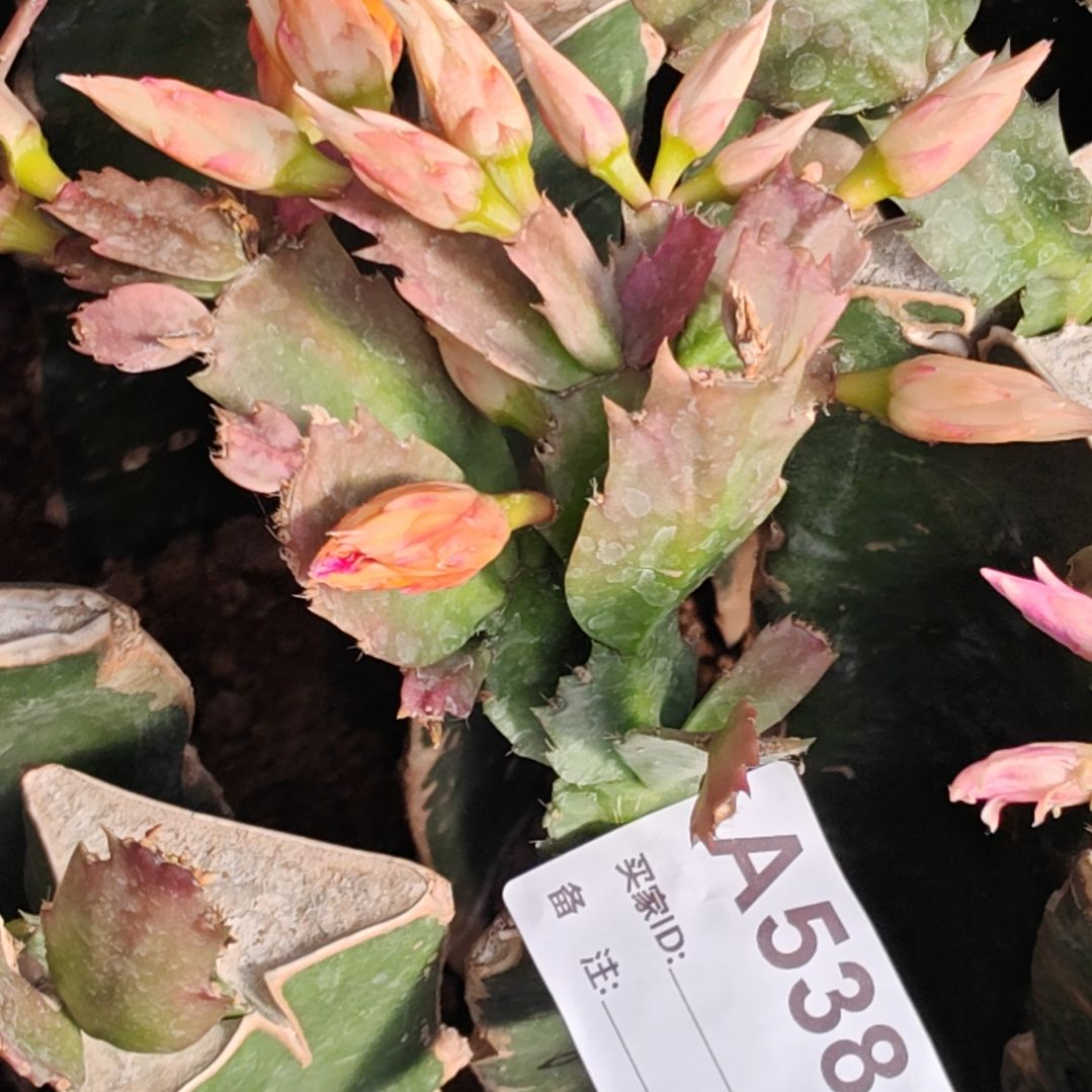 金黄色重瓣036脱土脱盆易掉芽苞538