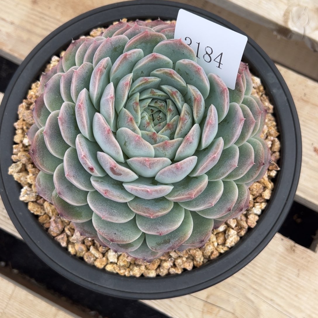 巧****姐3184多肉多多多多多