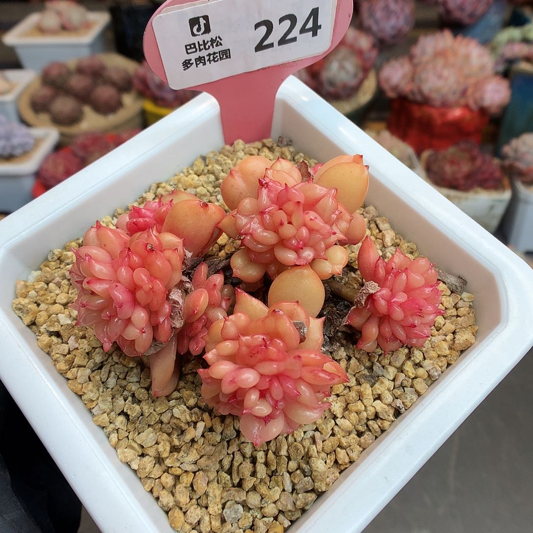 224 苹果花多肉多肉