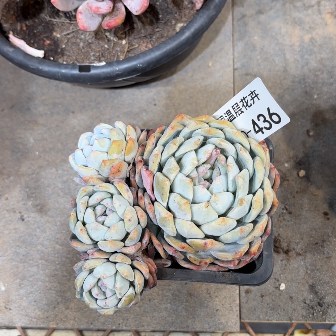 436橙子同温层花卉