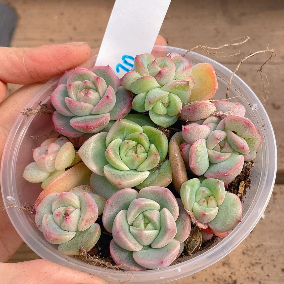 多肉植物多肉植物70