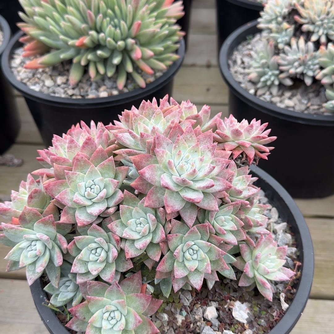 静*20250203z多肉静言