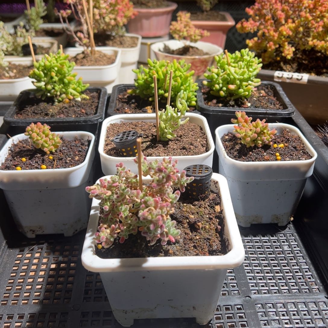 枝干番杏多肉植物701