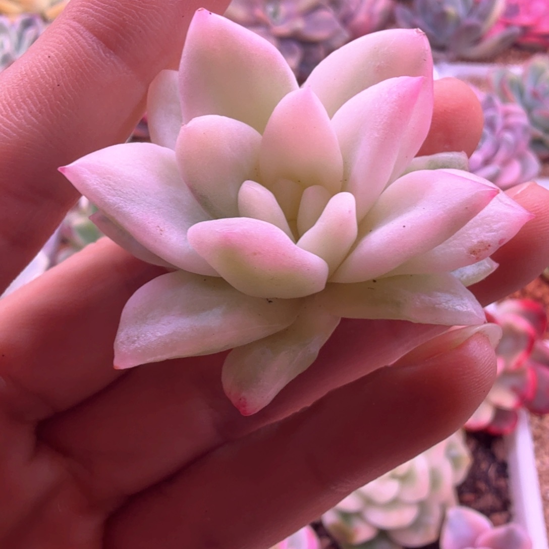 冰月亮锦 多肉植物