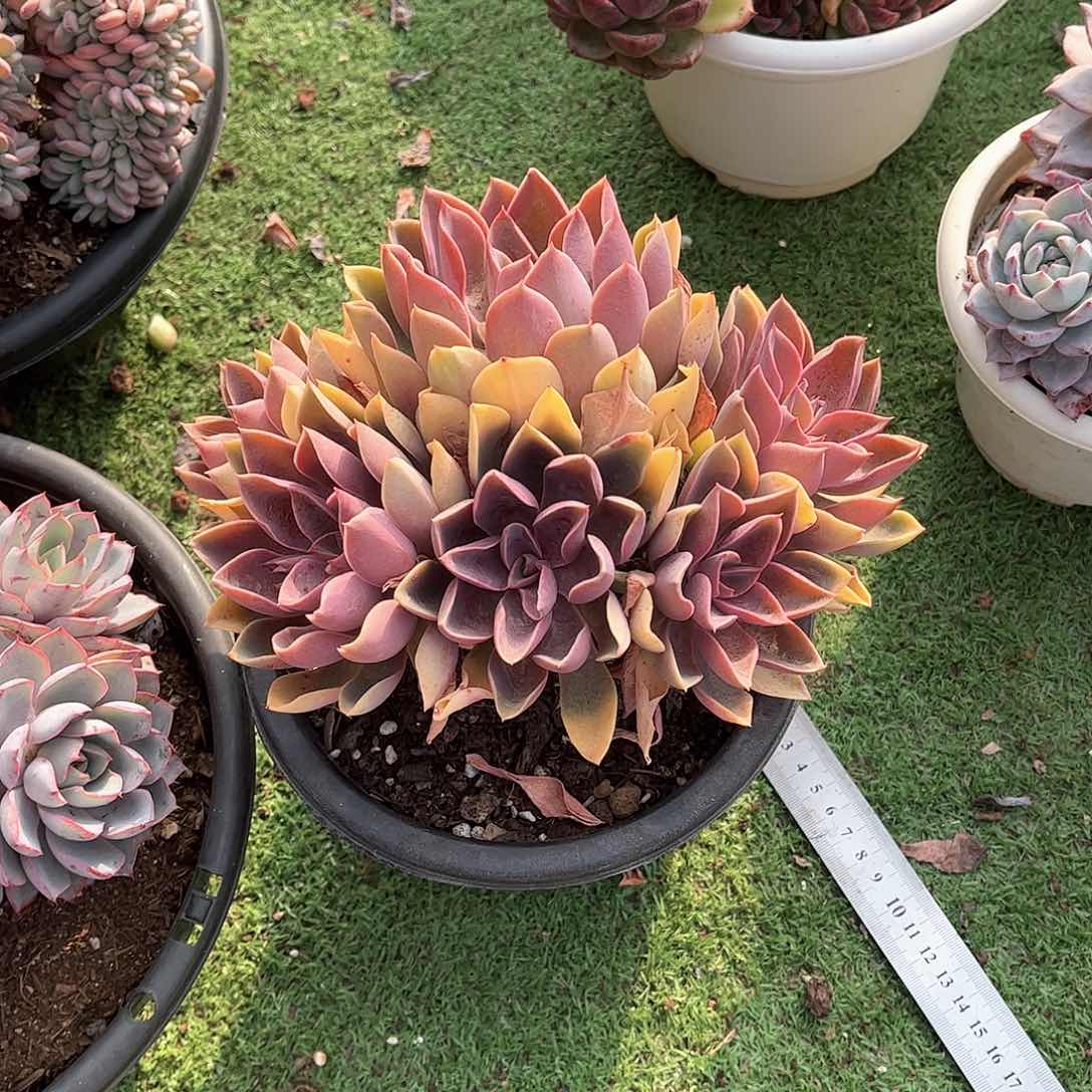 一**兰琼斯多肉植物6