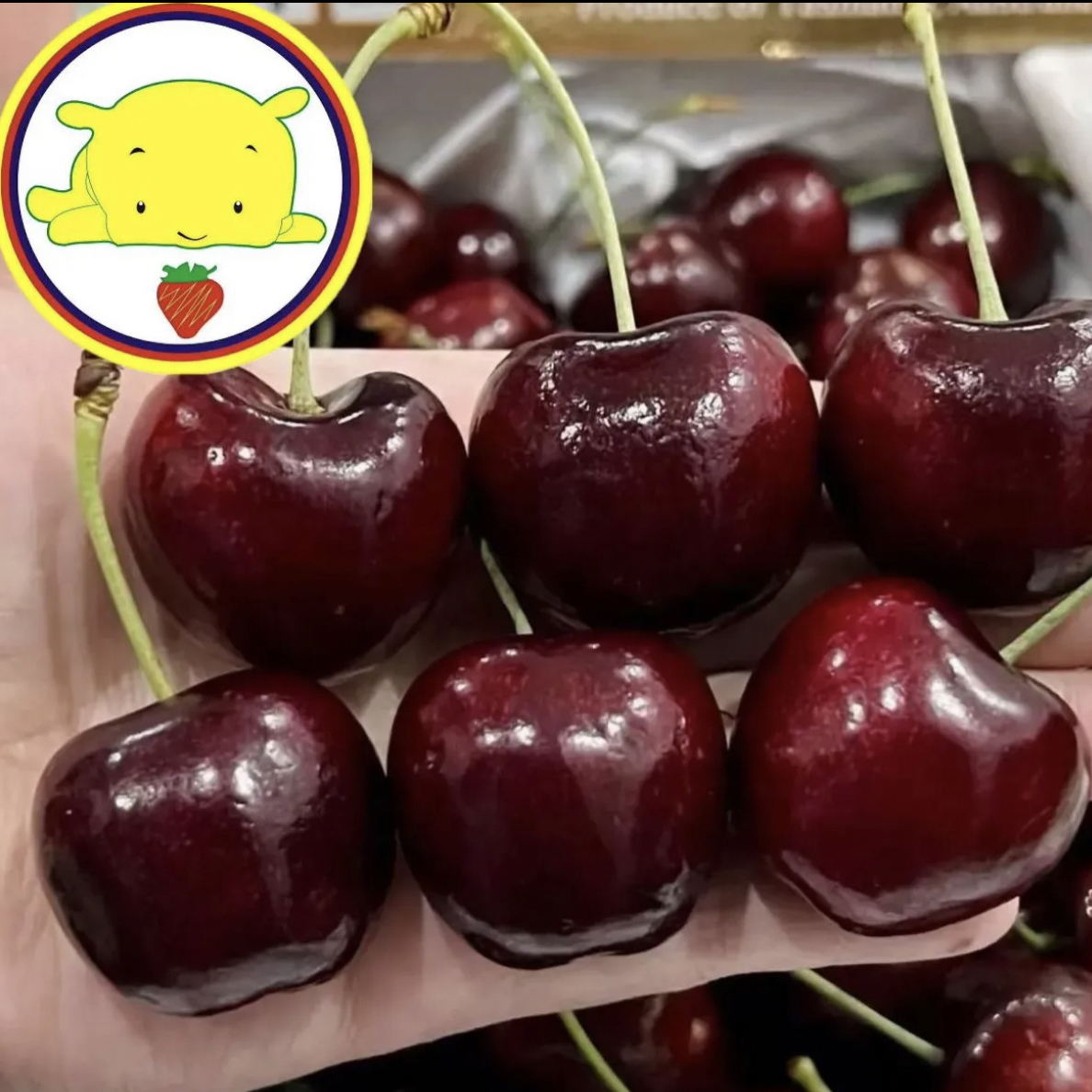 【漂洋过海来看你】智利海运进口车厘子4JJJJ1.2斤智利