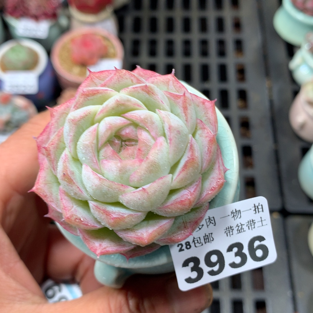 精控多肉植物3936