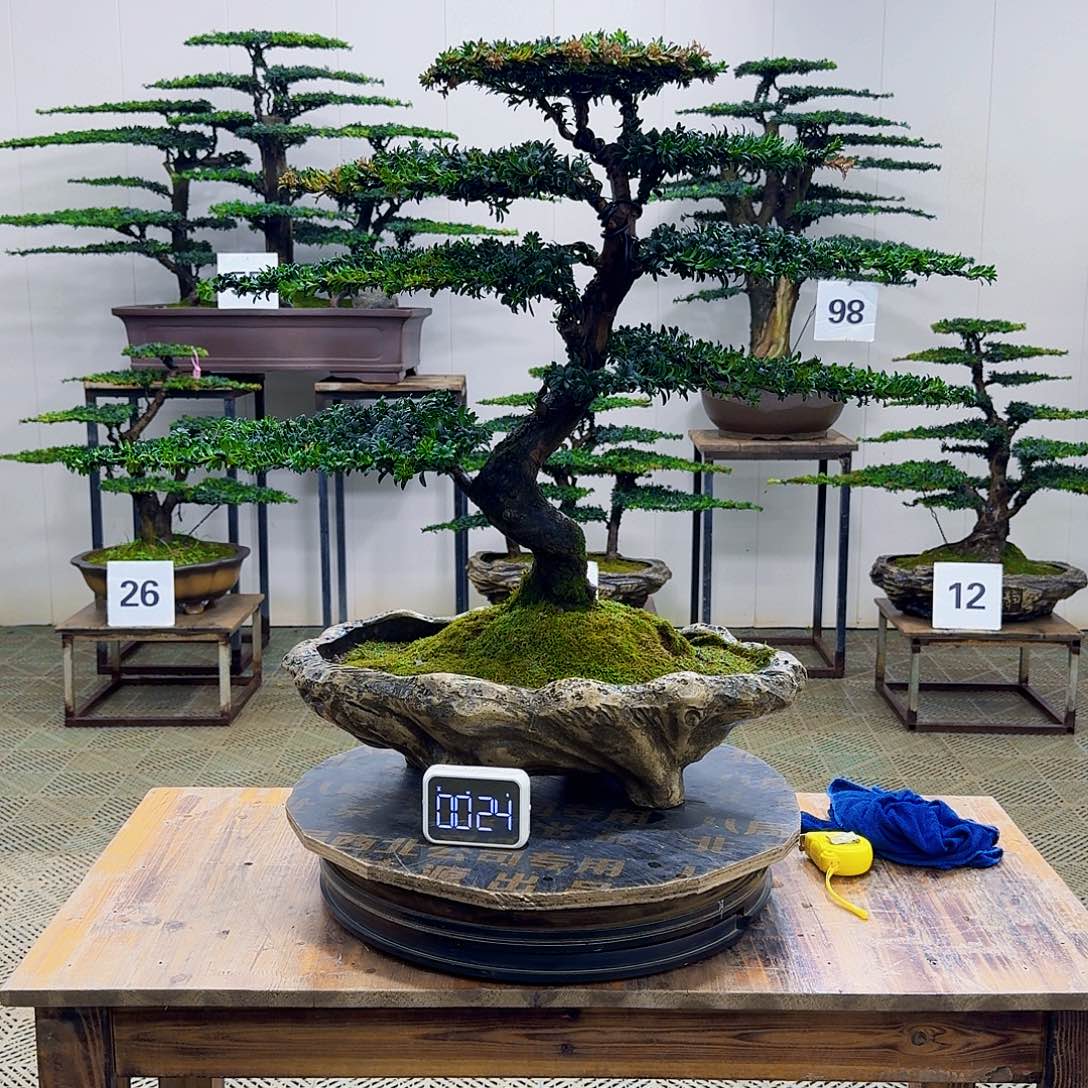 无花朵珍珠红芽罗汉松造型盆景