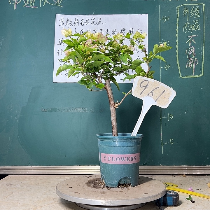 当前无花栽培后可以开花口红 961