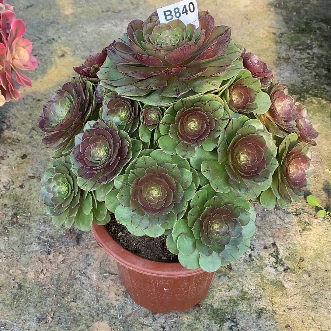 简***乐万拉丝多肉植物840