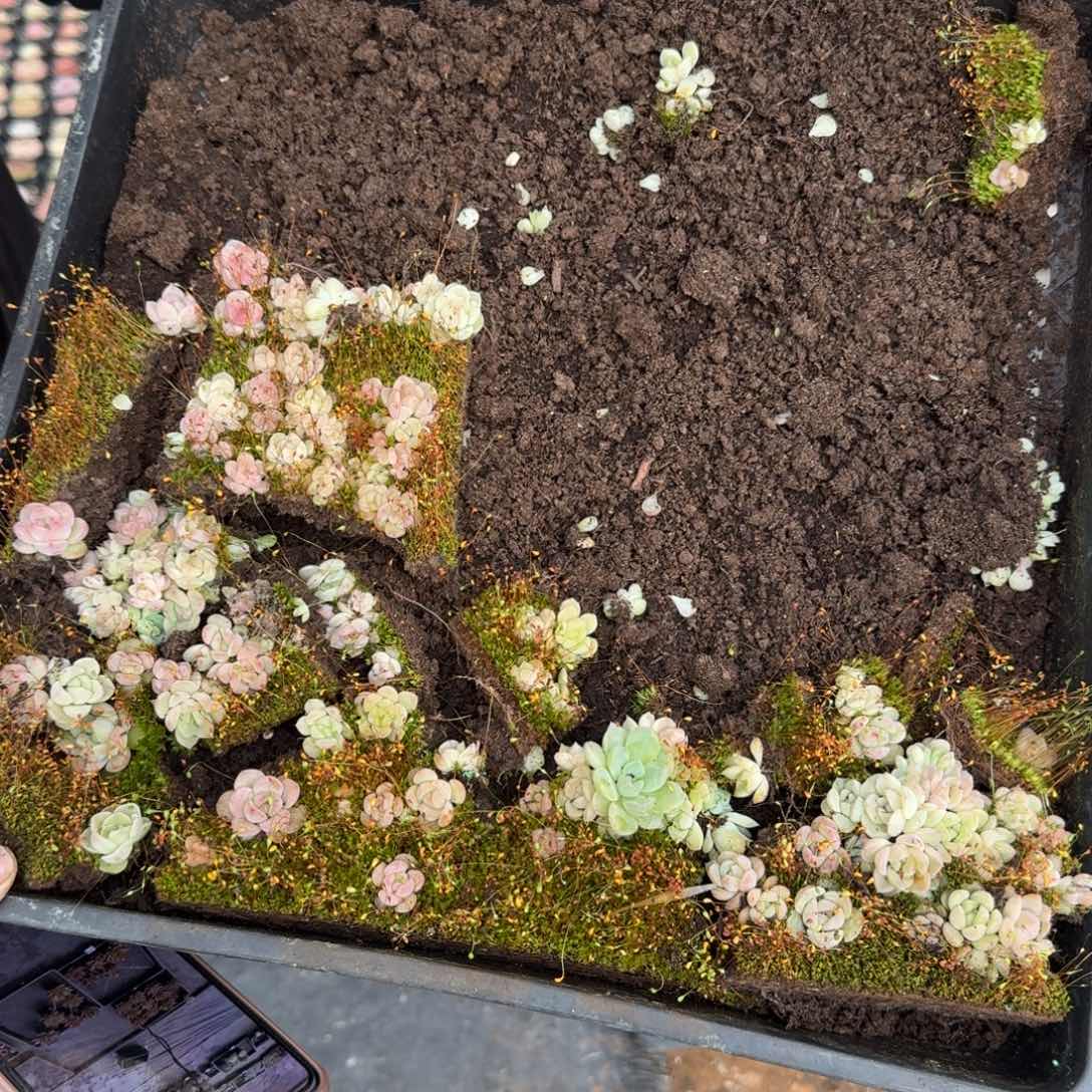 多肉杂交一物一拍11-112