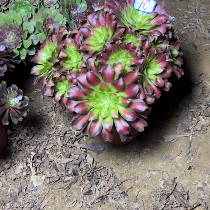多肉植物绍华法师10