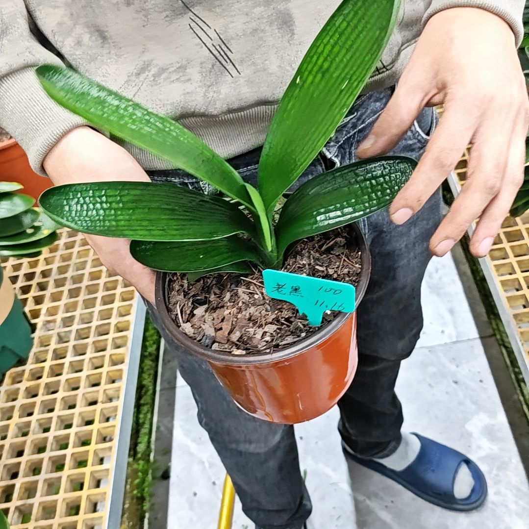 完全开放君子兰两年精品