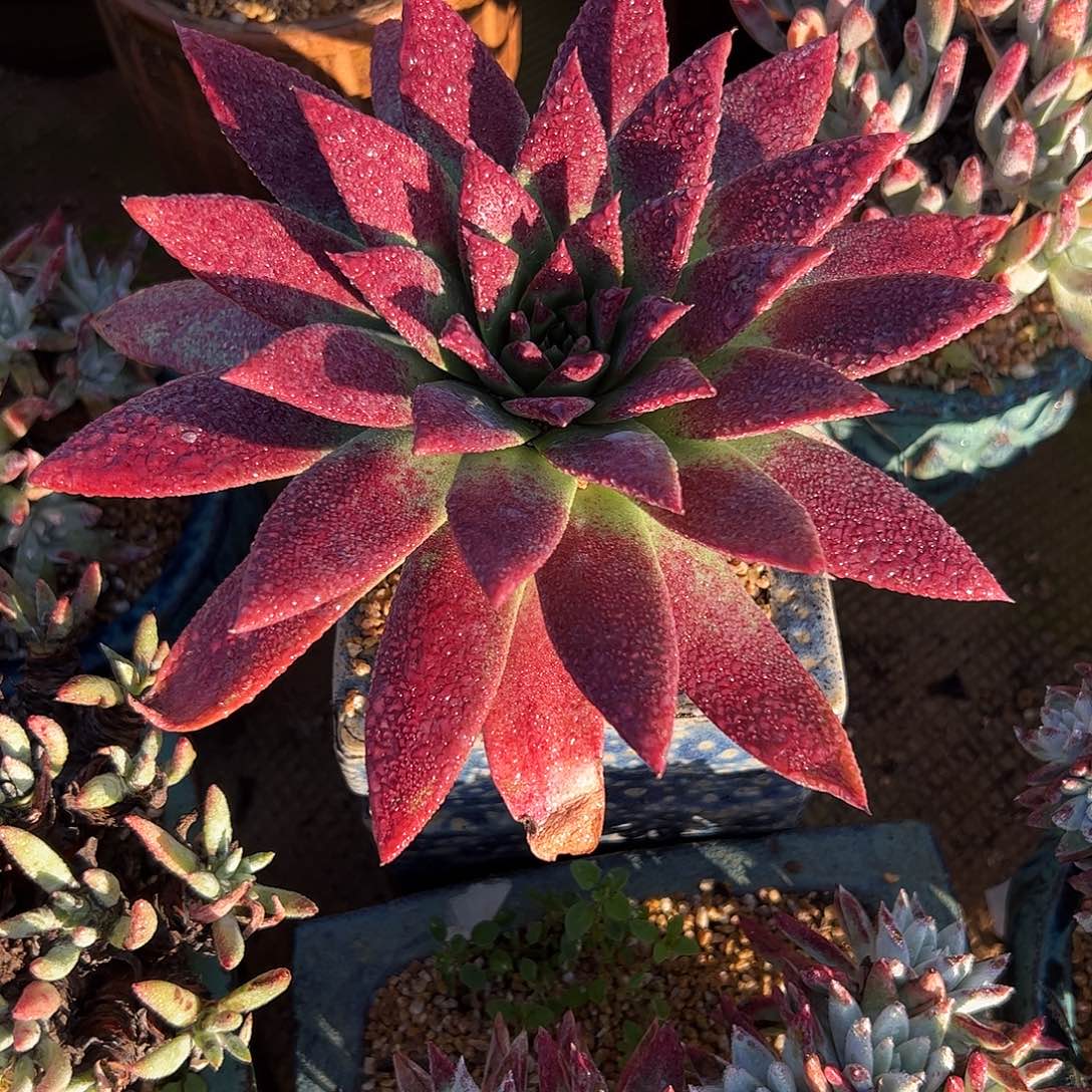 4454坎黛仙女杯多肉