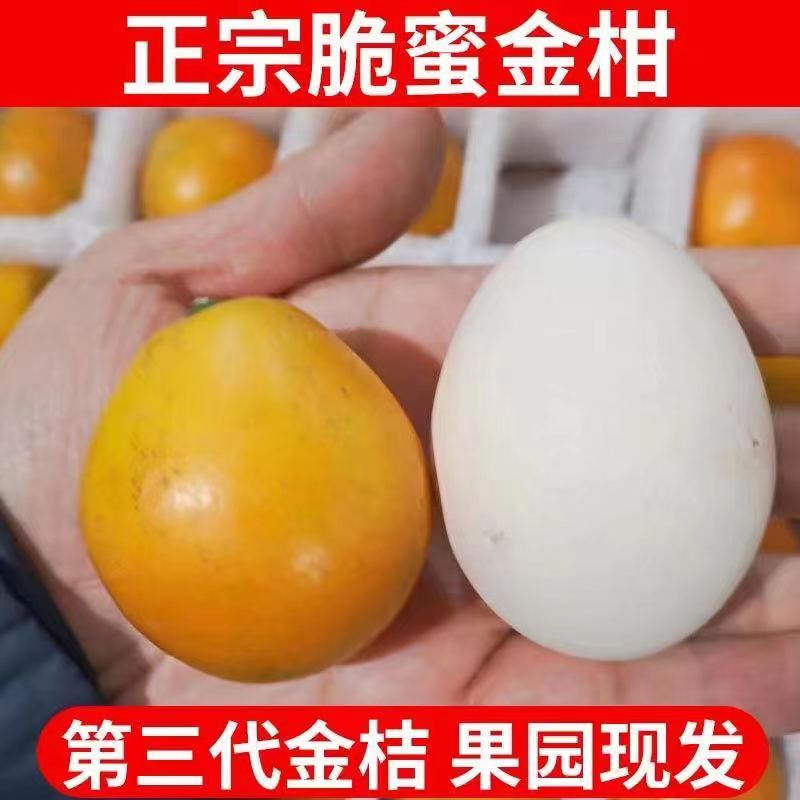 【纯甜无酸无籽不麻嘴】融安第三代脆蜜金桔金柑 新鲜现摘现发当季