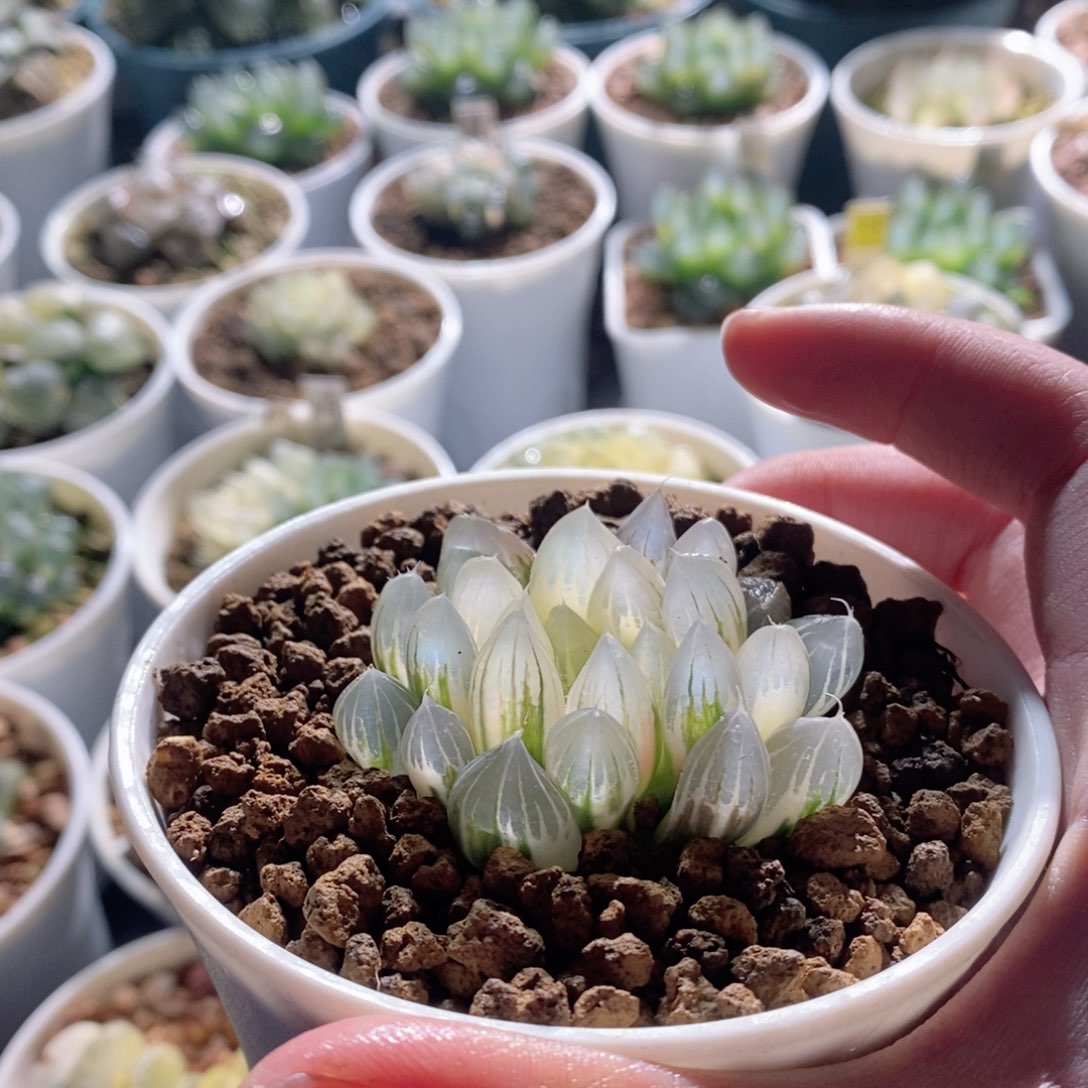 白锦霓虹灯锦多肉植物