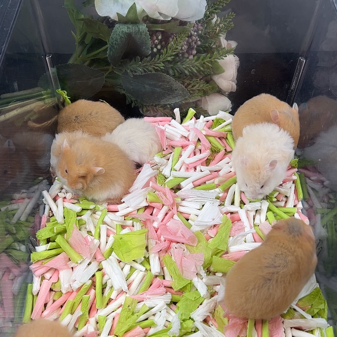 S****?9号满月绿耳 短橘弟弟