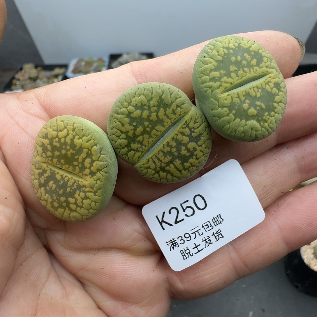 250多肉哈哈哈哈哈哈哈