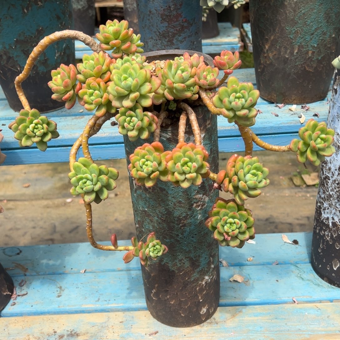 老桩香格里拉裸肉