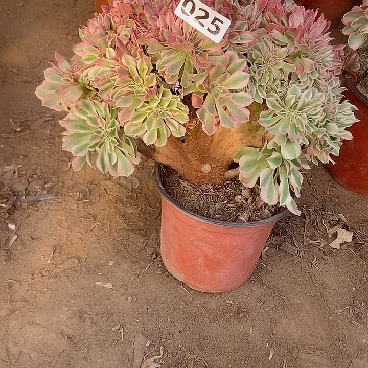 025分女巫老庄缀化老板子