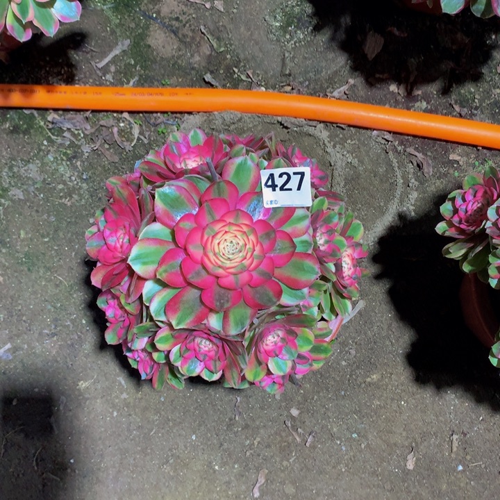 霞***！无花朵荔枝427000000